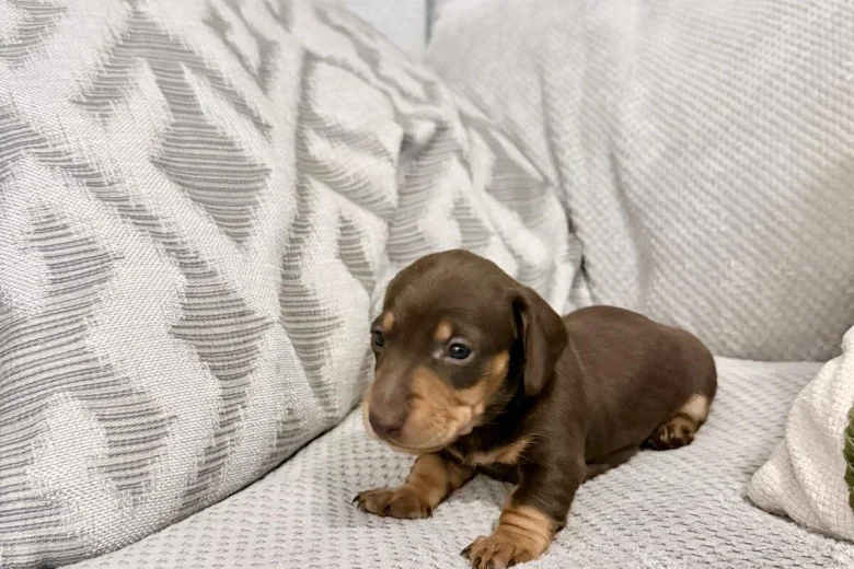 Dachshund (Miniature Smooth Haired)
