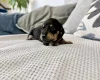 Dachshund (Miniature Smooth Haired)