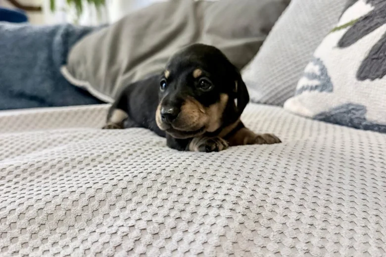 Dachshund (Miniature Smooth Haired)