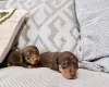 Dachshund (Miniature Smooth Haired)