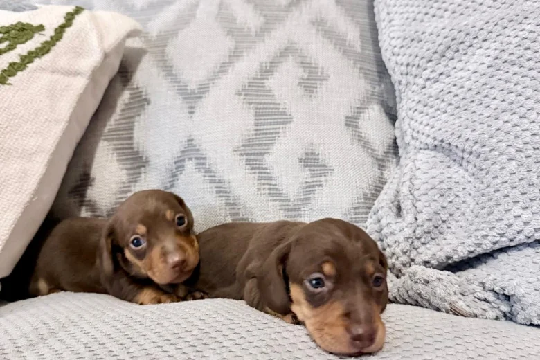 Dachshund (Miniature Smooth Haired)