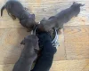 Dachshund (Miniature Smooth Haired)