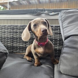 Dachshund (Miniature Smooth Haired)