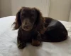 Dachshund (Miniature Smooth Haired)