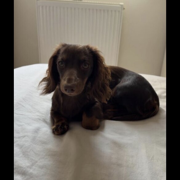 Dachshund (Miniature Smooth Haired)