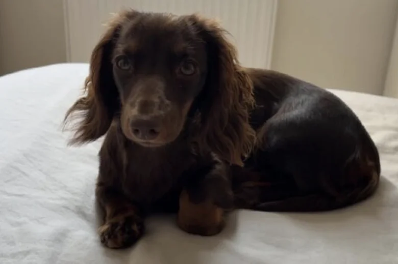 Dachshund (Miniature Smooth Haired)
