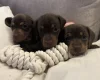 Dachshund (Miniature Smooth Haired)