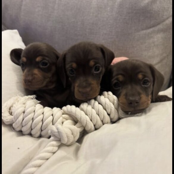 Dachshund (Miniature Smooth Haired)