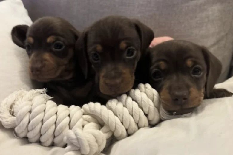 Dachshund (Miniature Smooth Haired)