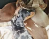 Dachshund (Miniature Smooth Haired)