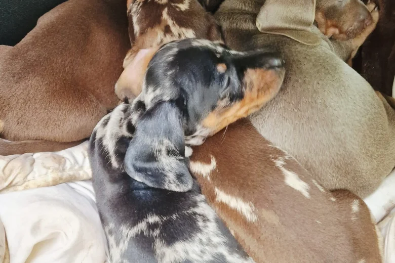 Dachshund (Miniature Smooth Haired)