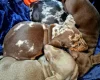 Dachshund (Miniature Smooth Haired)