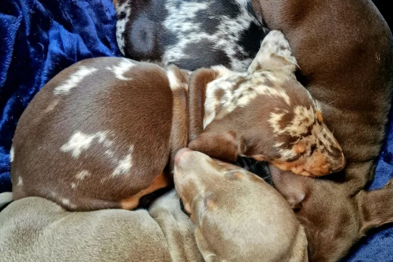 Dachshund (Miniature Smooth Haired)