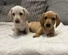 Dachshund (Miniature Smooth Haired)