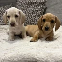 Dachshund (Miniature Smooth Haired)