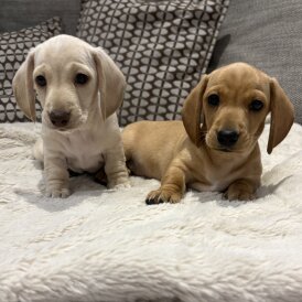 Dachshund (Miniature Smooth Haired)