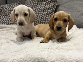 Dachshund (Miniature Smooth Haired)