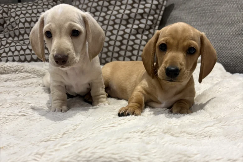 Dachshund (Miniature Smooth Haired)