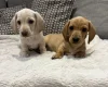 Dachshund (Miniature Smooth Haired)