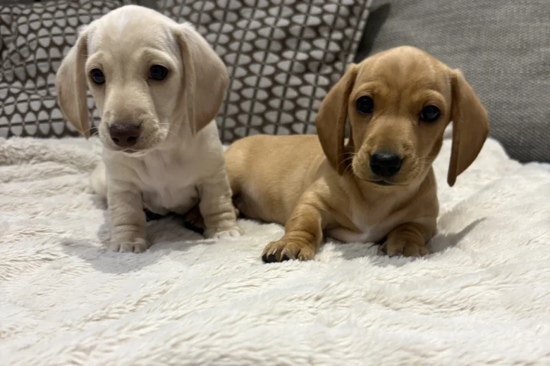 Dachshund (Miniature Smooth Haired)