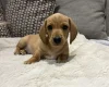 Dachshund (Miniature Smooth Haired)