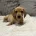 Dachshund (Miniature Smooth Haired)