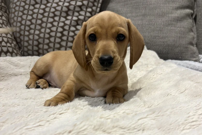 Dachshund (Miniature Smooth Haired)