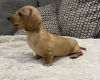 Dachshund (Miniature Smooth Haired)