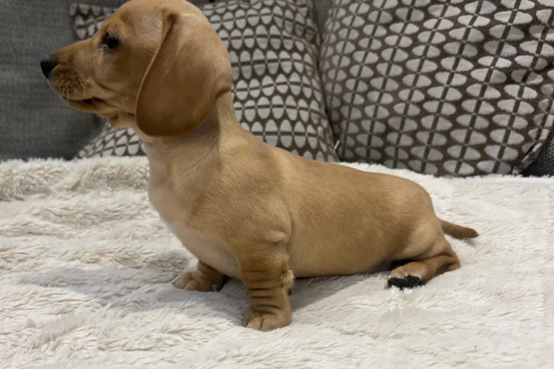 Dachshund (Miniature Smooth Haired)