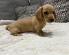 Dachshund (Miniature Smooth Haired)