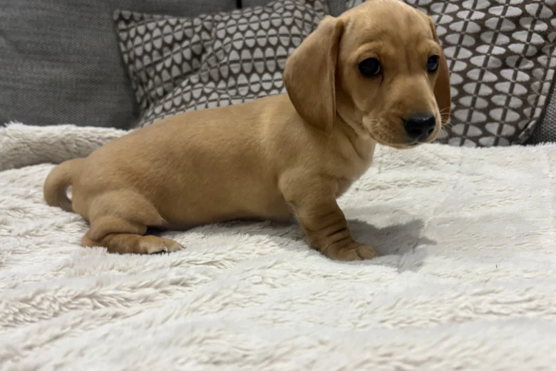 Dachshund (Miniature Smooth Haired)