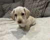 Dachshund (Miniature Smooth Haired)