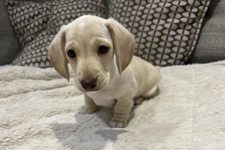 Dachshund (Miniature Smooth Haired)