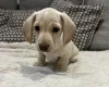 Dachshund (Miniature Smooth Haired)