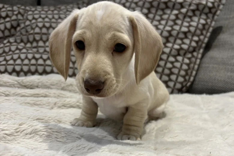 Dachshund (Miniature Smooth Haired)
