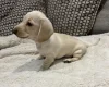 Dachshund (Miniature Smooth Haired)