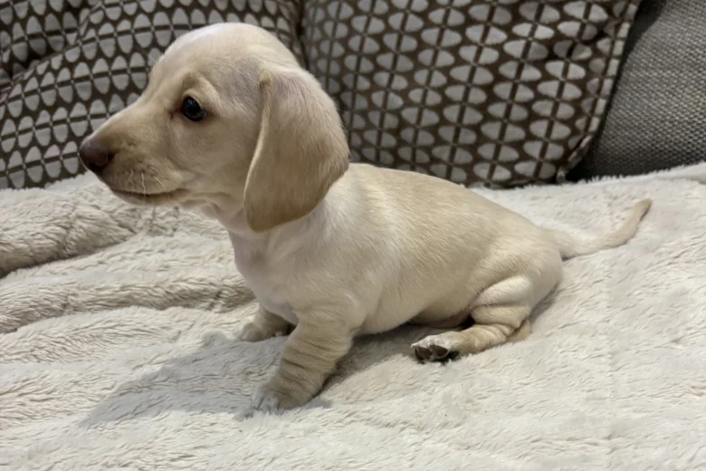 Dachshund (Miniature Smooth Haired)