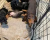 Dachshund (Wire Haired)