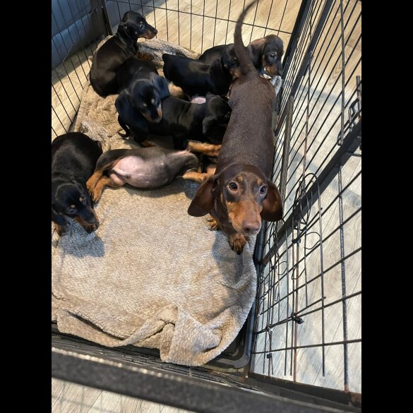 Dachshund (Wire Haired)