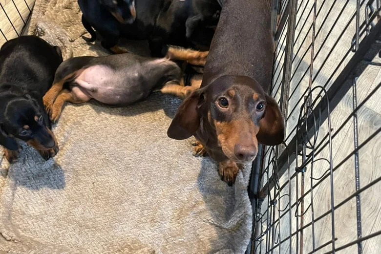Dachshund (Wire Haired)