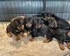 Dachshund (Wire Haired)