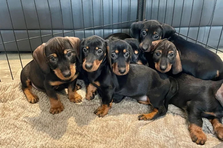 Dachshund (Wire Haired)