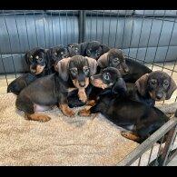 Dachshund (Wire Haired)