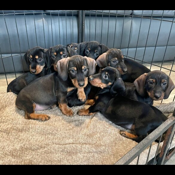 Dachshund (Wire Haired)