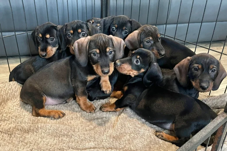 Dachshund (Wire Haired)