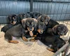 Dachshund (Wire Haired)
