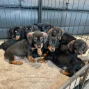Dachshund (Wire Haired)