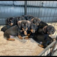 Dachshund (Wire Haired)