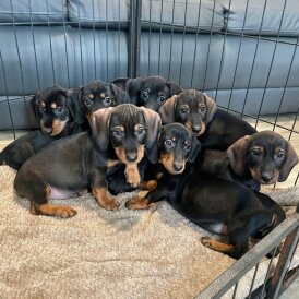 Dachshund (Wire Haired)