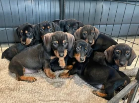 Dachshund (Wire Haired)